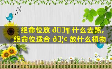 绝命位放 🐶 什么去煞,绝命位适合 🦢 放什么植物